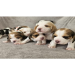 beagle puppies for sale in pa