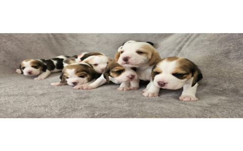 beagle puppies for sale in pa