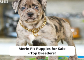 merle pitbull puppies for sale near me