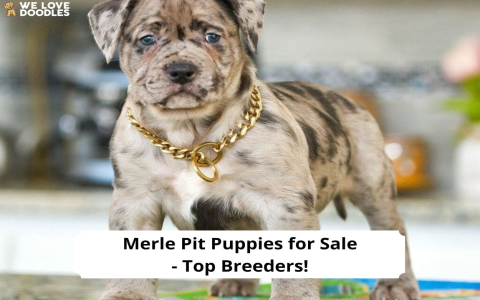 merle pitbull puppies for sale near me