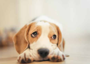 i want to purchase a dog