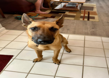 petsmart training dog