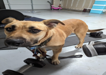 pet finders sacramento