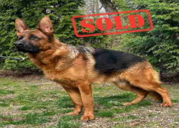 dogs sold