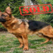 dogs sold