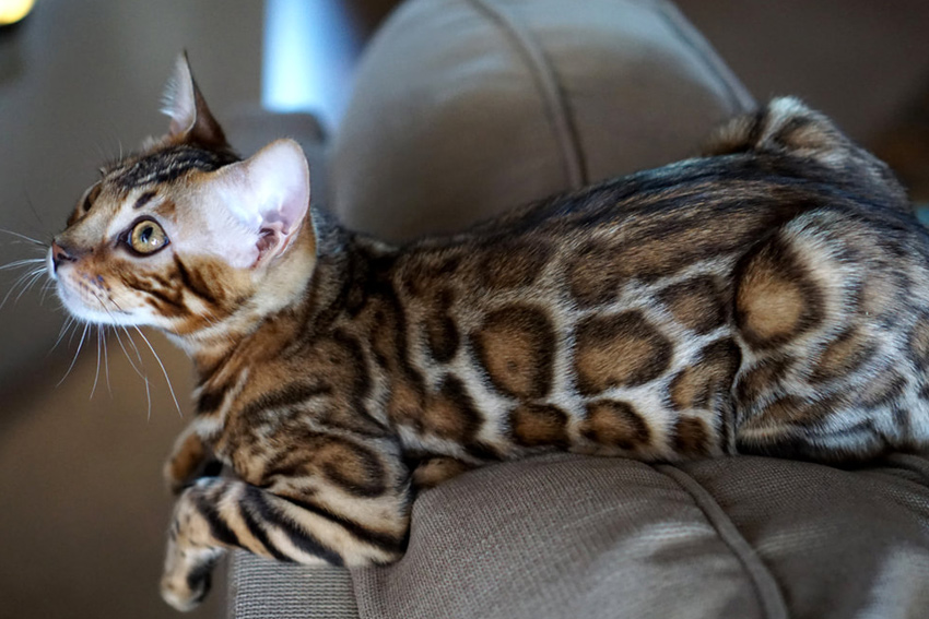 exotic domestic cats for sale