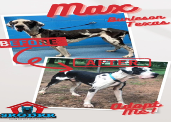 great dane rescue illinois