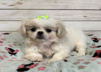 images of pekingese puppies