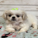 images of pekingese puppies