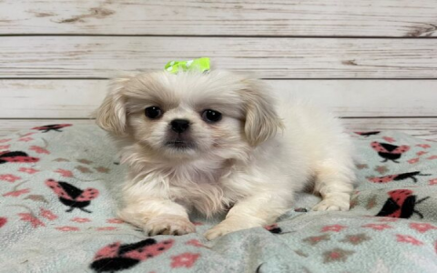 images of pekingese puppies