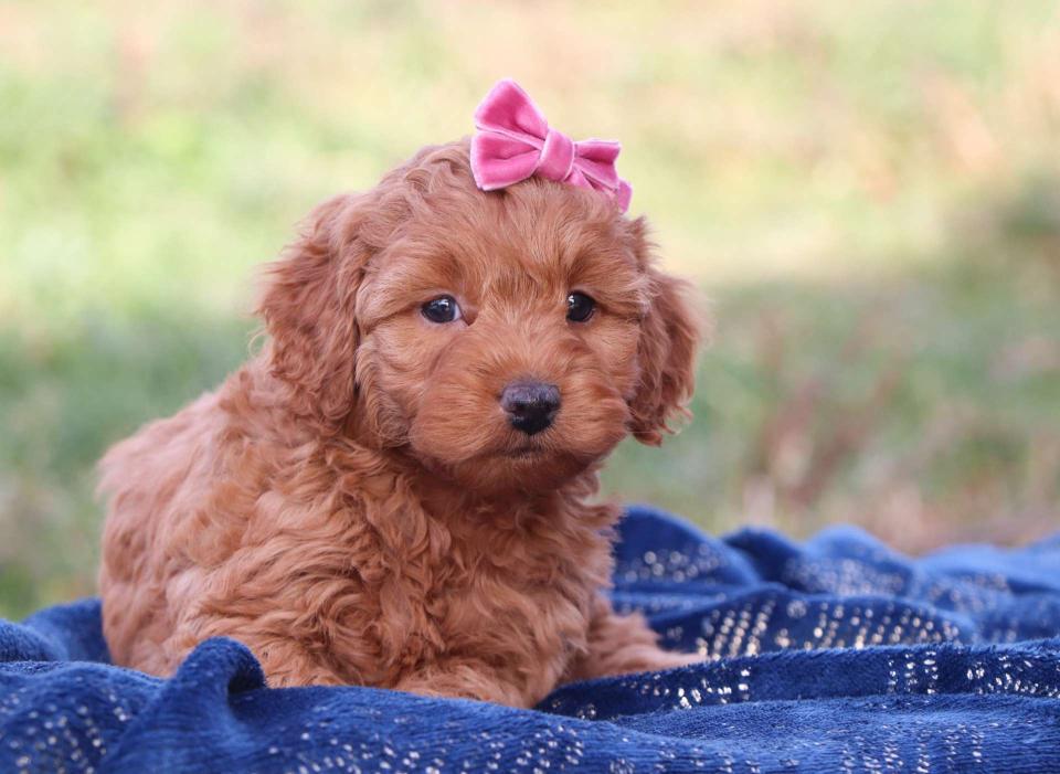 cockapoo puppies california