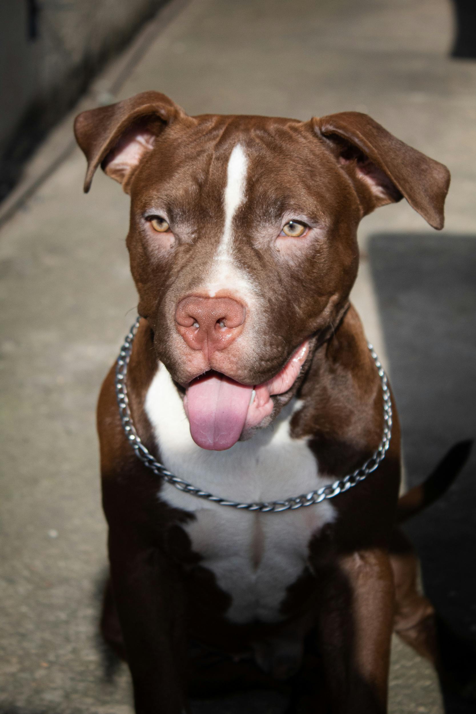 pitbull price in india