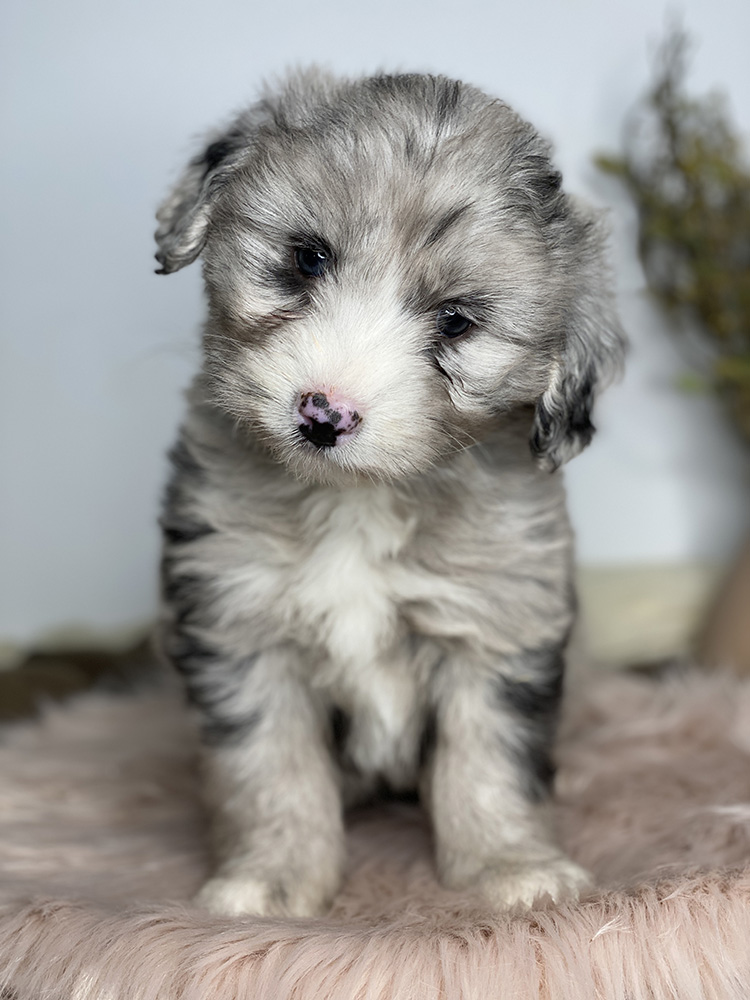australian sheepadoodle