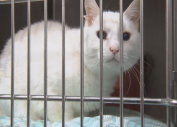 animal shelter pound