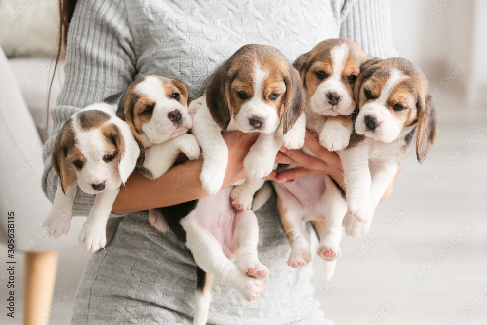 adorable beagle puppies