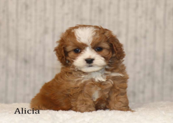 country haven puppies