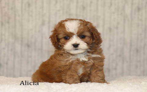 country haven puppies