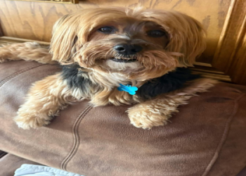 small breed rescue near me