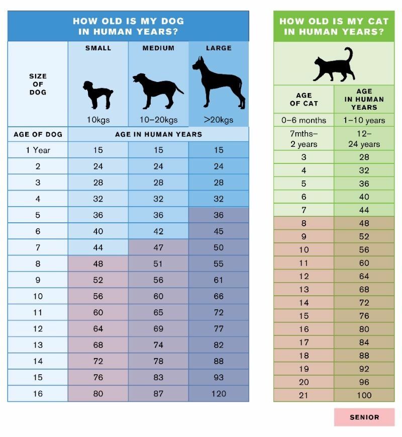 cat vs dog years