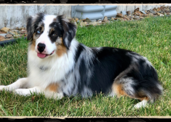 australian shepherd for sale washington