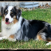 australian shepherd for sale washington