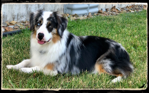 australian shepherd for sale washington