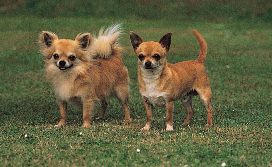 purebred chihuahua