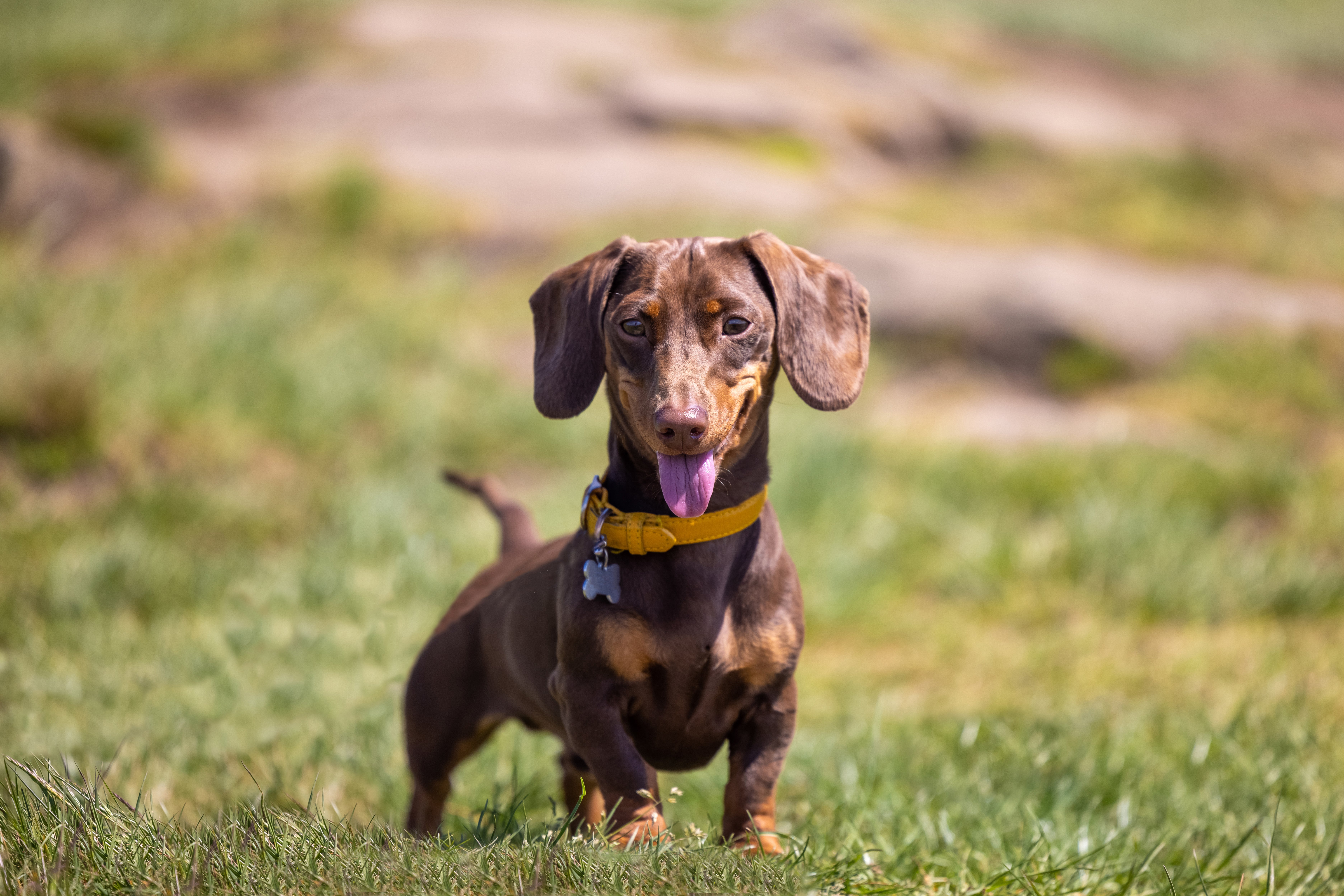 petfinder mini dachshund