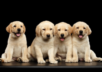 labrador dog near me