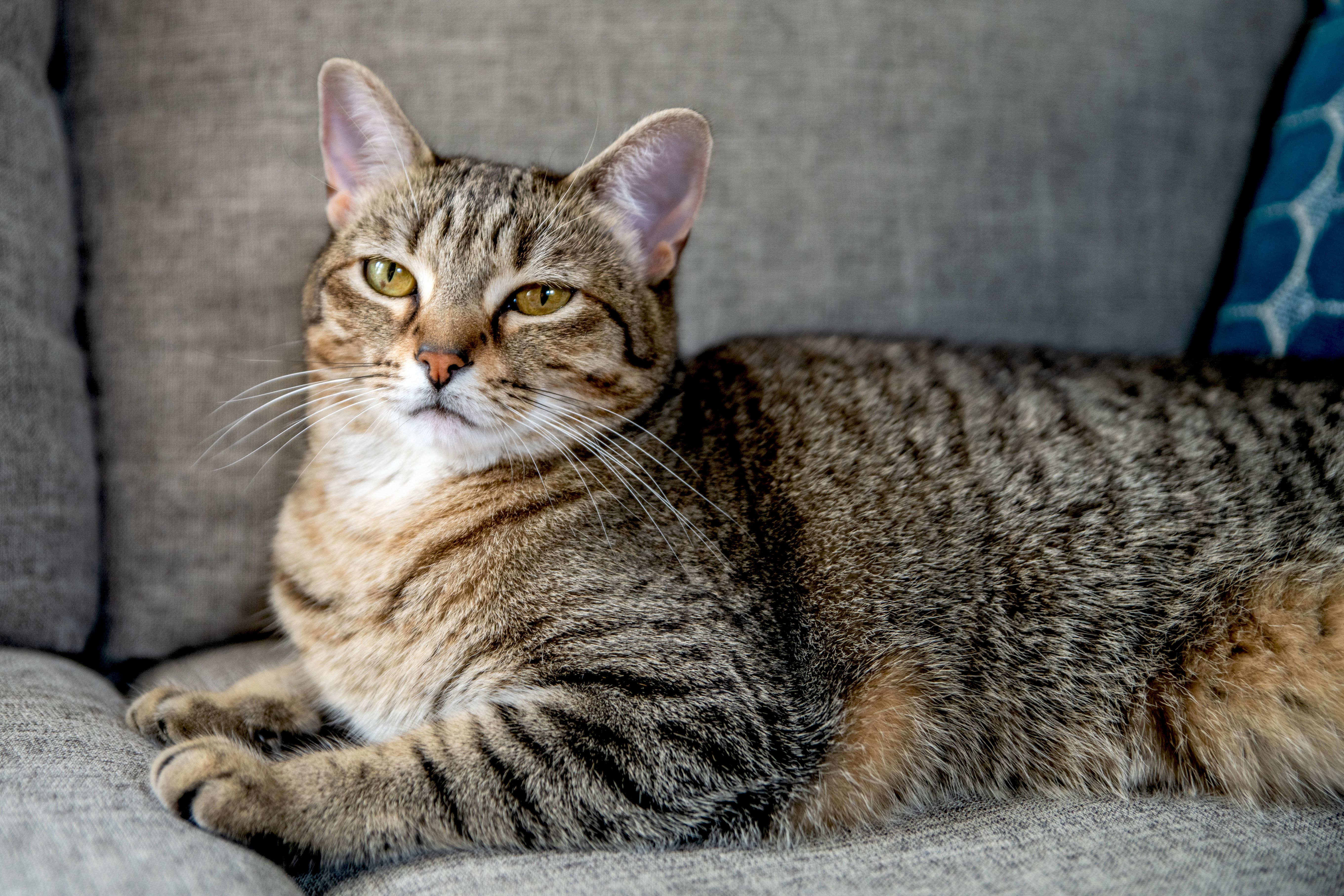 brindle tabby cat