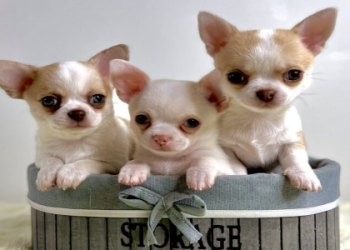 petfinder pro user login