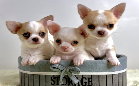 petfinder pro user login