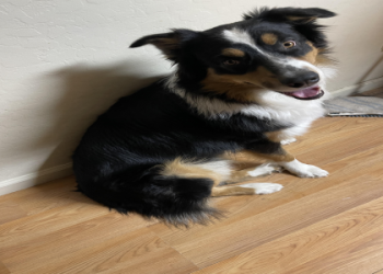 australian shepherd arizona