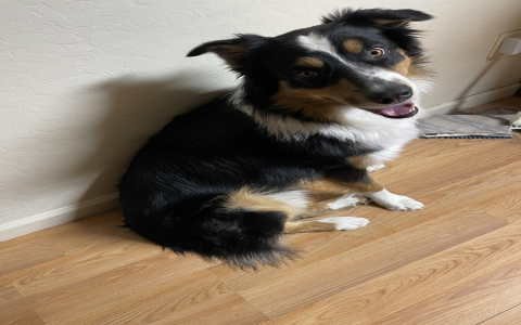 australian shepherd arizona