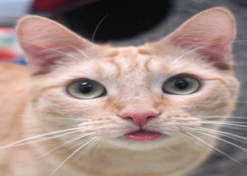 where to put cats up for adoption