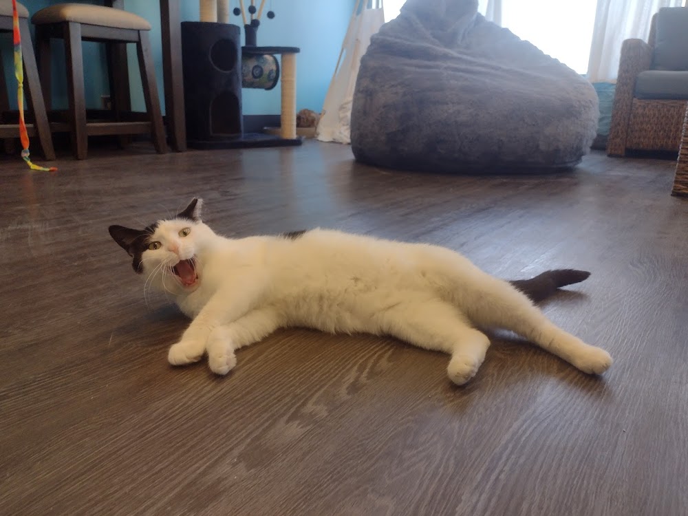 perfect match pet shop