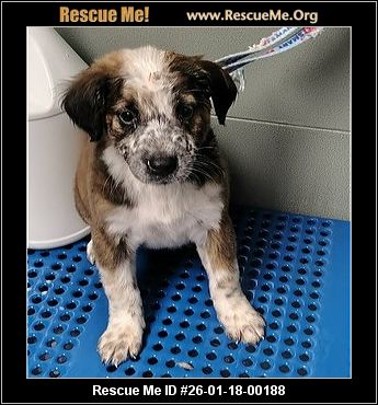 australian shepherd rescue florida