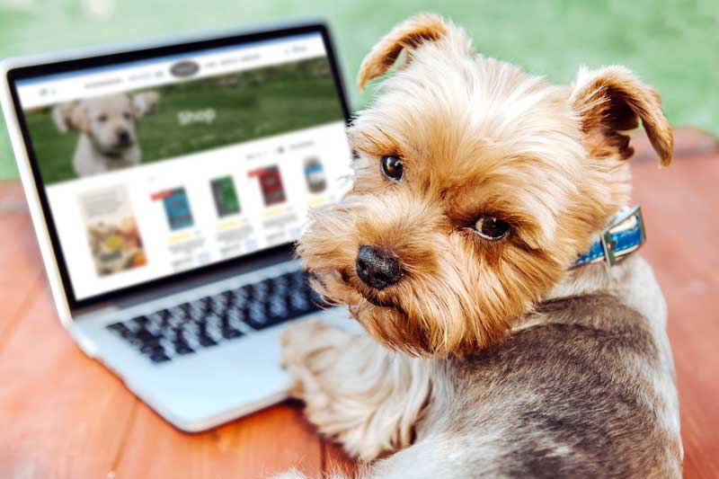 dog online shopping