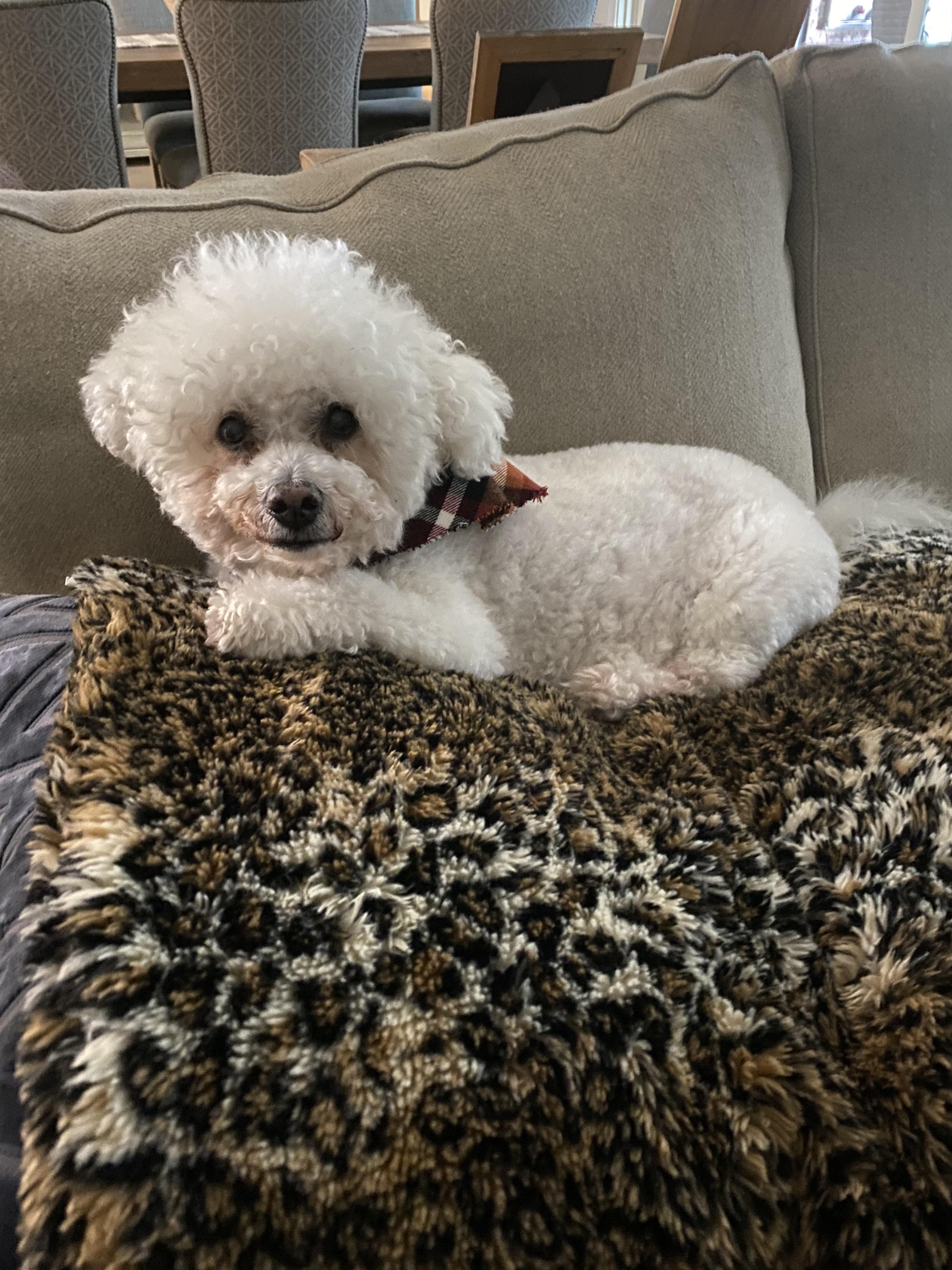 oldest bichon frise dog
