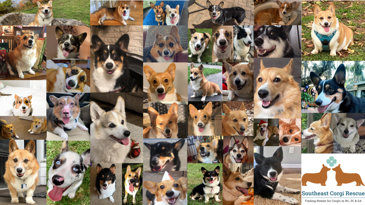 corgi rescue organizations