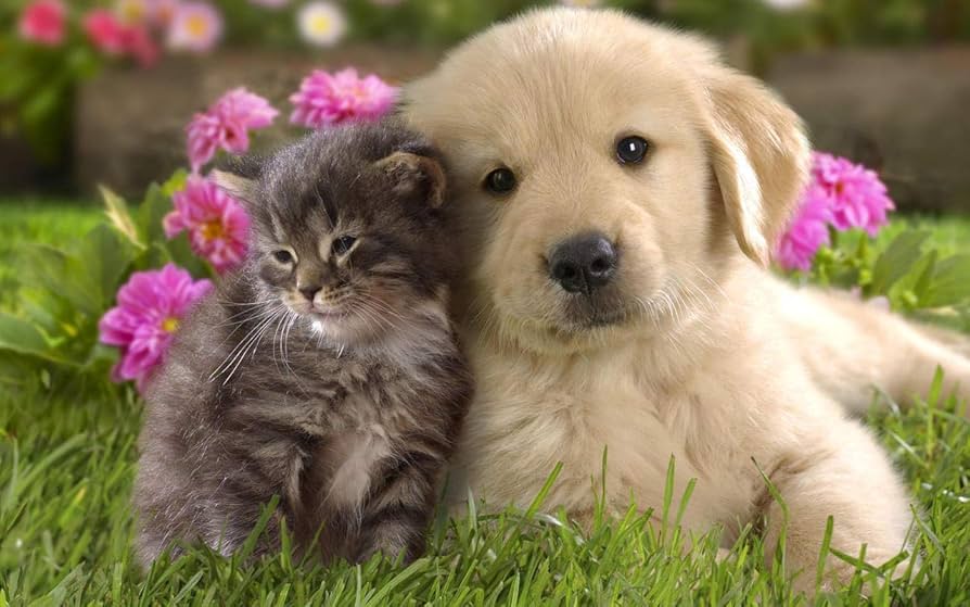 dog and cat cute
