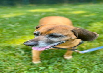 where can i sell my dog online for free