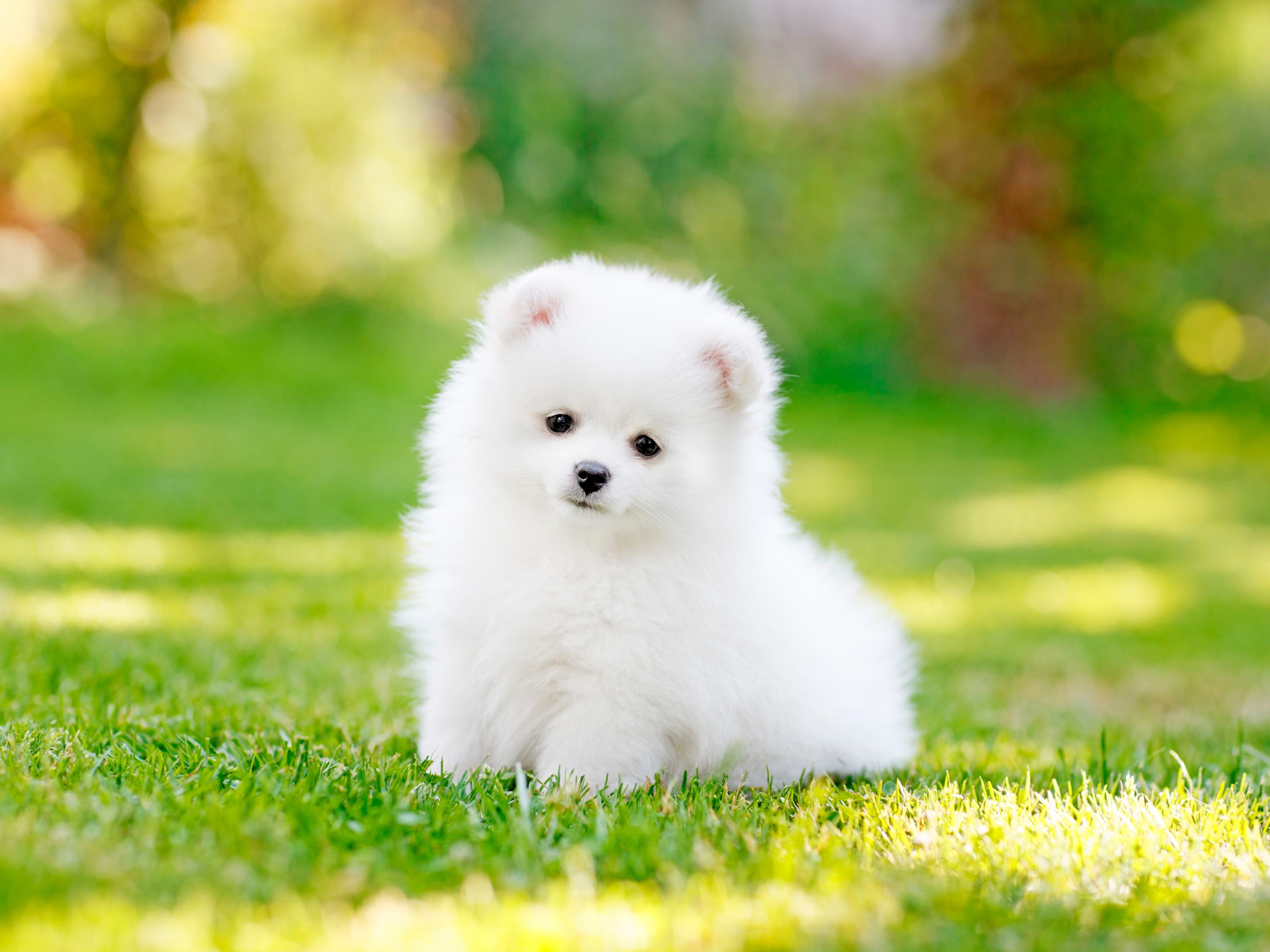 free pomeranian puppies near me