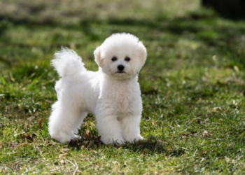 bichon frise french bulldog mix