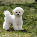 bichon frise french bulldog mix