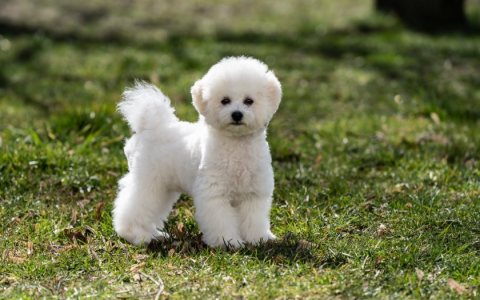 bichon frise french bulldog mix