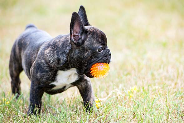 french bulldogs for sale in kentucky