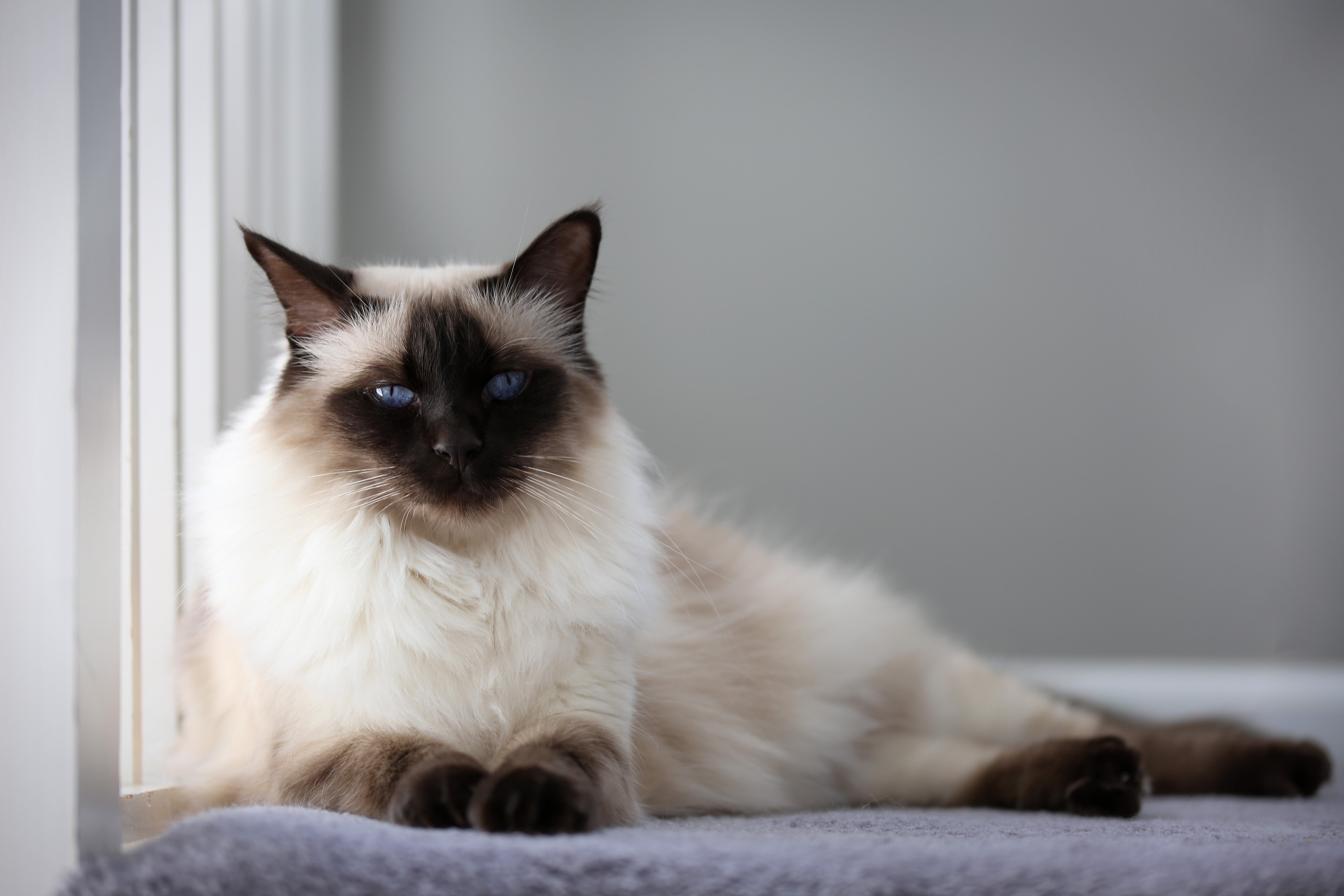 balinese cat for adoption