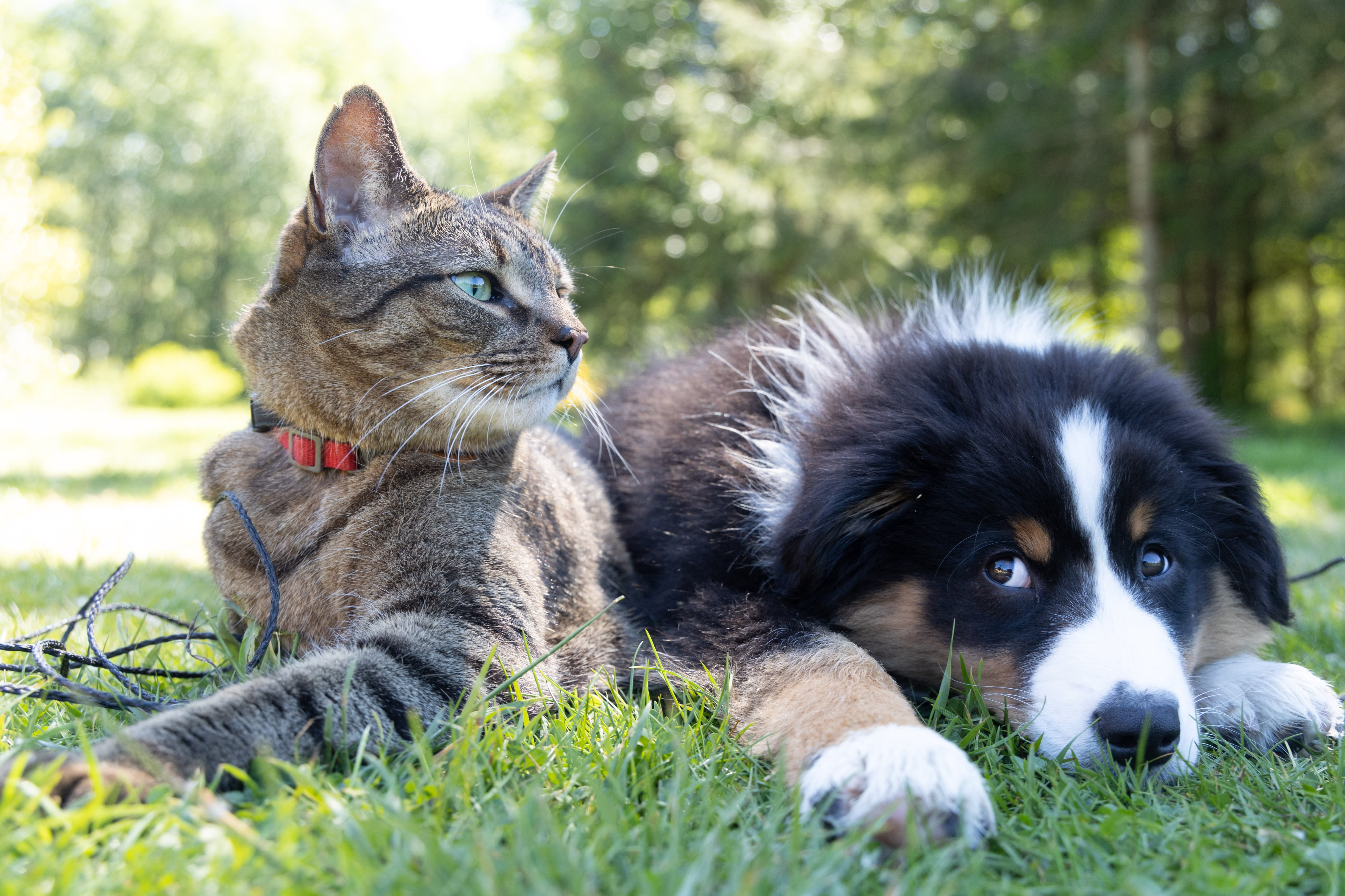 best dog breed cats