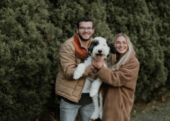 adopt sheepadoodle